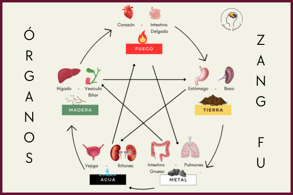 Los Órganos Zang Fu en la Medicina Tradicional China